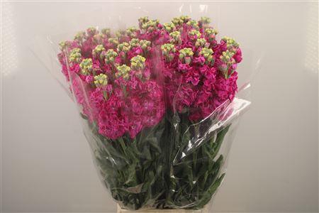 <h4>Matth Iron * Premium* Hot Pink</h4>