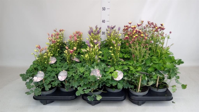 <h4>Aquilegia   ...</h4>