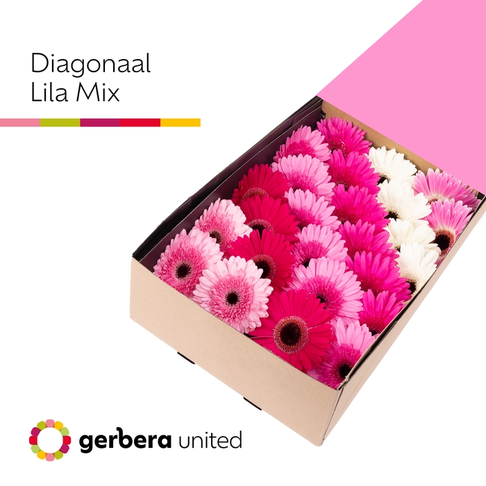 Gerbera Mix Lila Doos