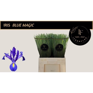 IRIS BLUE MAGIC