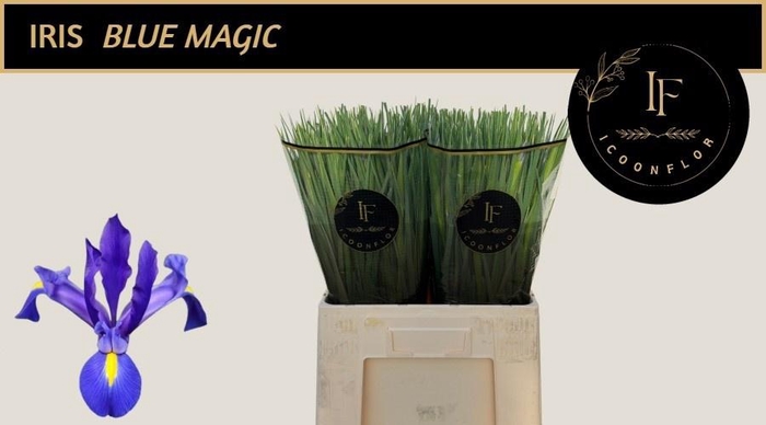 <h4>IRIS BLUE MAGIC</h4>