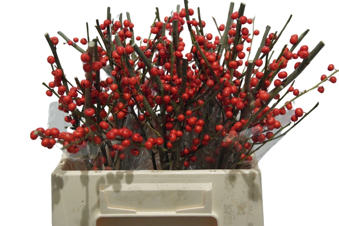 <h4>ILEX VE RODE BES</h4>