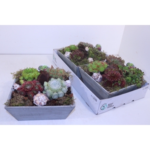 ARR SEMPERVIVUM