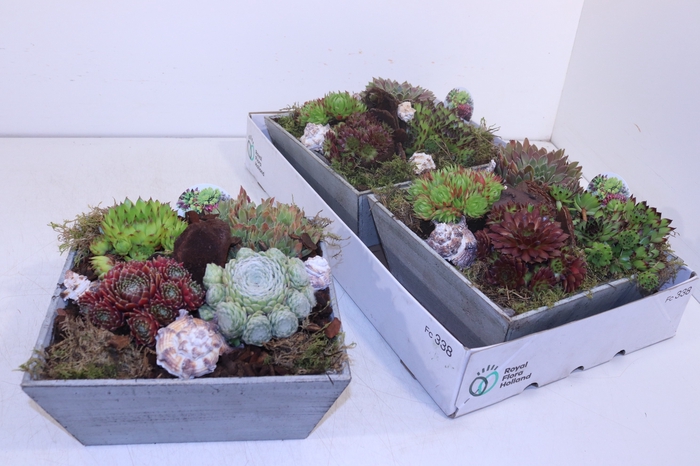 <h4>ARR SEMPERVIVUM</h4>
