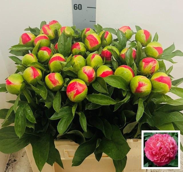 <h4>PAEO CORAL SUNSET</h4>