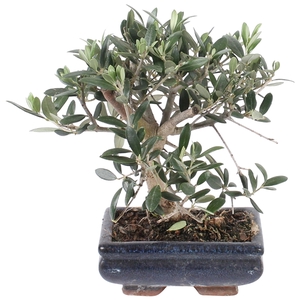 Outdoor Bonsai DeLuxe Olea Sylvestrys 15cm