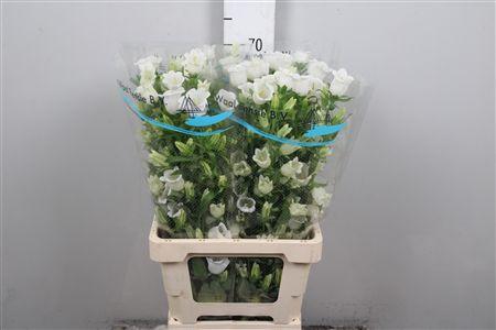 <h4>Camp M Champion White</h4>