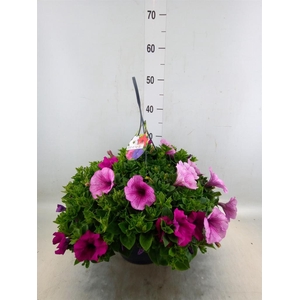 Petunia   ...mix in pot