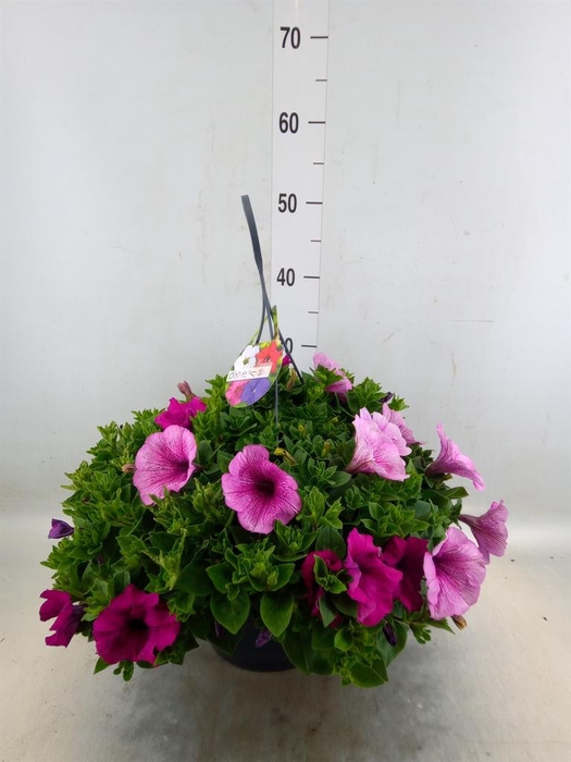 <h4>Petunia   ...mix in pot</h4>