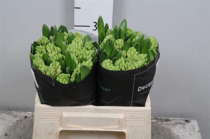 <h4>Hyac China Pink</h4>