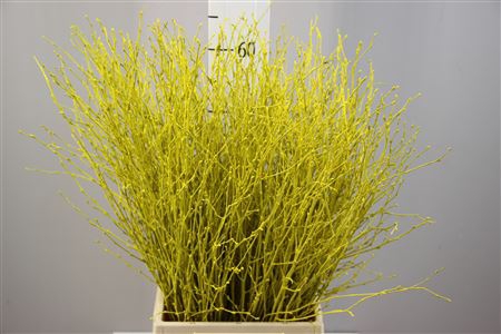 <h4>Betula per bos kleurbehandeld</h4>