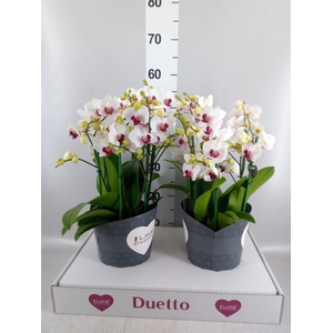 Phalaenopsis multi. 'FC Safe Haven'
