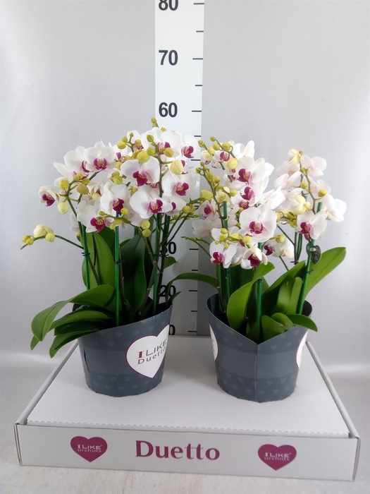<h4>Phalaenopsis multi. 'FC Safe Haven'</h4>