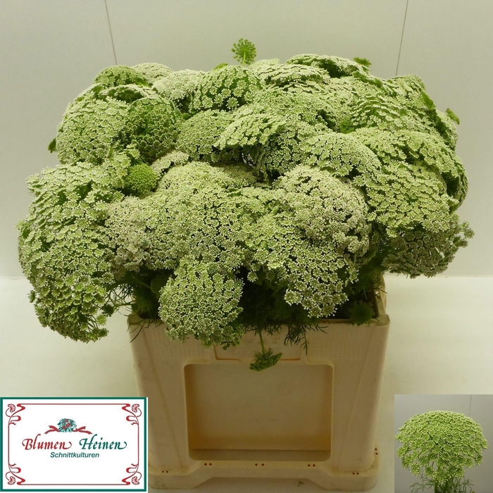 <h4>Ammi Visnaga</h4>