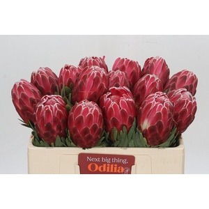 Protea Venus
