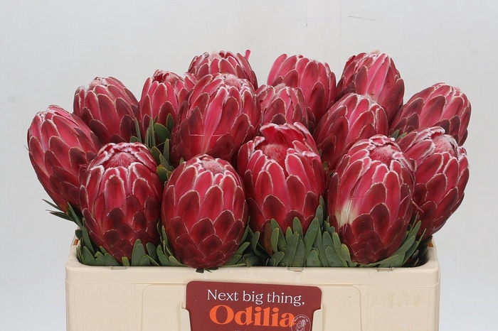 <h4>Protea Venus</h4>