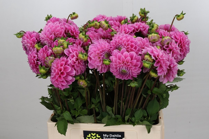 Dahlia Sweet Fabienne