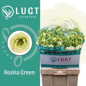 Lisianthus Rosita Green