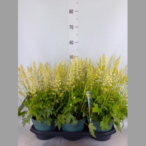 Heucherella  'Pink Revolution'