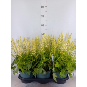 Heucherella  'Pink Revolution'