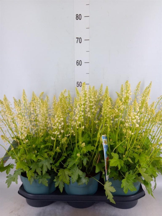 <h4>Heucherella  'Pink Revolution'</h4>