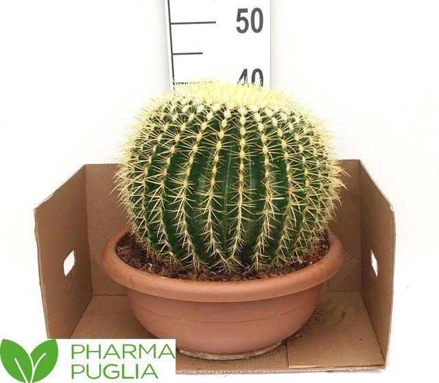 <h4>Echinocactus grusonii</h4>