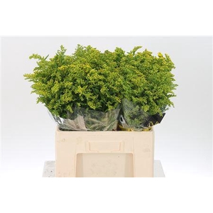 Solidago Carzan Glory