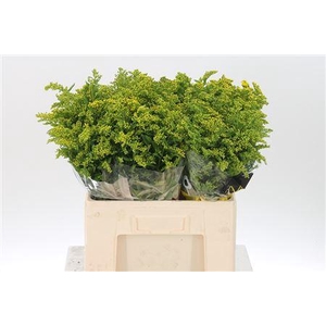 Solidago Carzan Glory