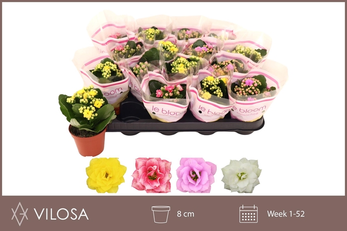 <h4>KAL GE GEM 4 KL</h4>