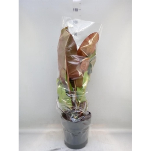 Philodendron   ...