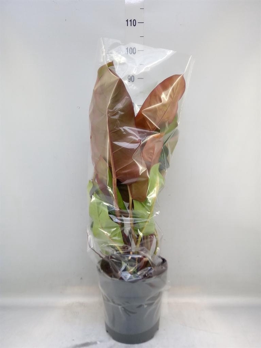 <h4>Philodendron   ...</h4>