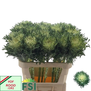 BRASS CRANE FEA SNOW