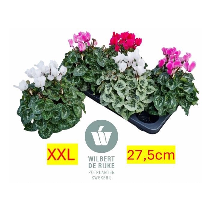 <h4>CYCL MD SUP ALLURE</h4>