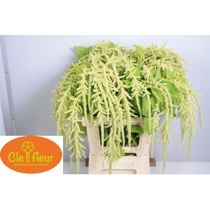 Amaranthus caudatus 'Viridis'