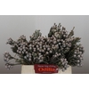 Kaaps Groen Silver Brunia