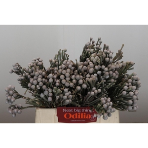 Kaaps Groen Silver Brunia