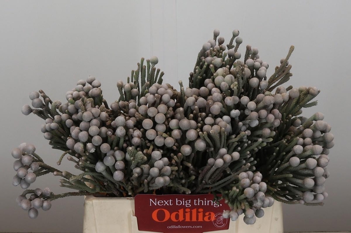 <h4>Kaaps Groen Silver Brunia</h4>