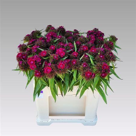 <h4>Di Barb B Purper</h4>