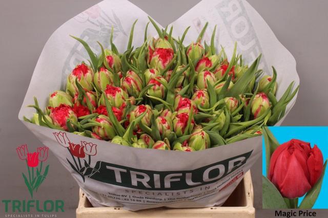 <h4>TU DU MAGIC PRICE</h4>