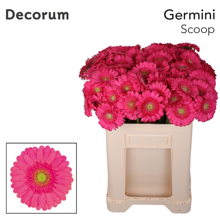 <h4>Germini Scoop Water</h4>