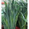 Grasses - Wheat grass (p/s)