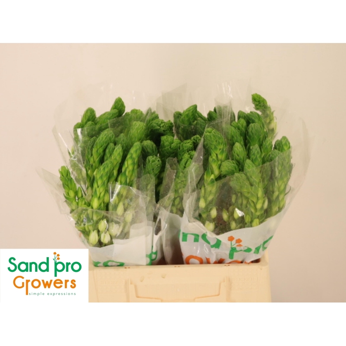 <h4>Ornit Thy Milky Way</h4>