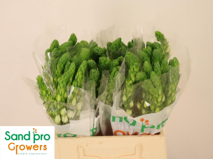 <h4>ORNIT THY MILKY WAY</h4>