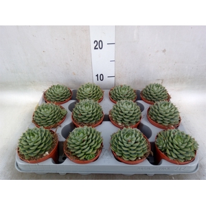 Echeveria   ...