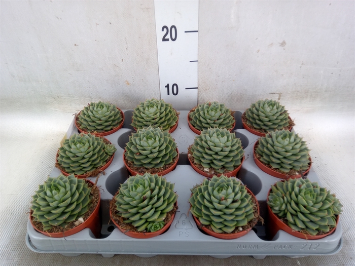 <h4>Echeveria   ...</h4>