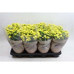Chysanthemum Indicum Madiba Jaune