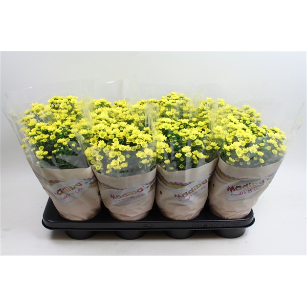 <h4>Chysanthemum Indicum Madiba Jaune</h4>