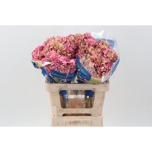 Hydr Bosque Magenta