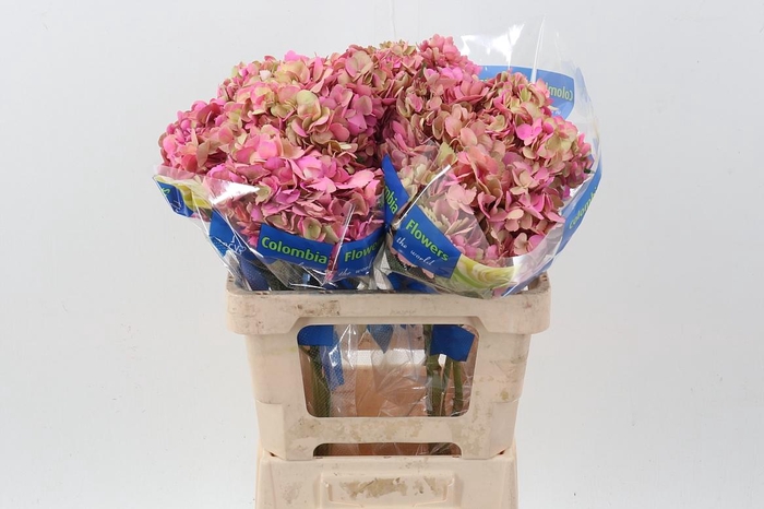 <h4>Hydr Bosque Magenta</h4>