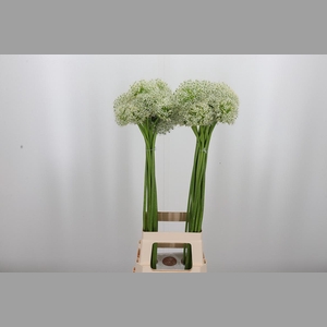 Allium Mount Everest